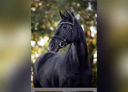 Koń hanowerski, Wałach, 6 lat, 177 cm, Kara