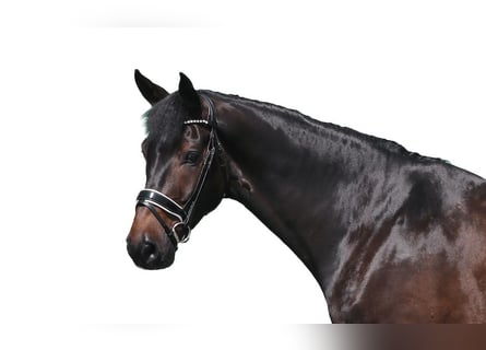 Koń hanowerski, Wałach, 6 lat, 179 cm, Gniada