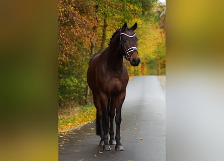 Koń hanowerski, Wałach, 7 lat, 165 cm, Gniada