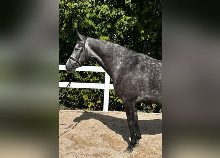 Koń hanowerski, Wałach, 7 lat, 167 cm, Siwa