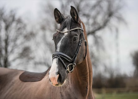 Koń hanowerski, Wałach, 7 lat, 169 cm, Ciemnogniada