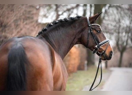 Koń hanowerski, Wałach, 7 lat, 170 cm, Ciemnogniada