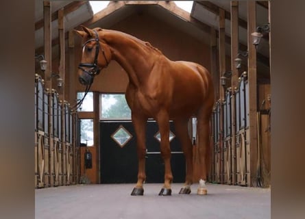 Koń hanowerski, Wałach, 7 lat, 175 cm, Kasztanowata