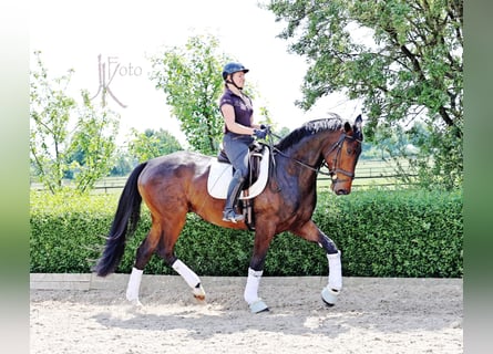 Koń hanowerski, Wałach, 7 lat, 175 cm
