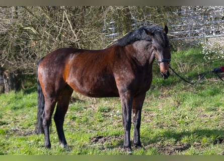 Koń hanowerski, Wałach, 7 lat, 177 cm, Gniada