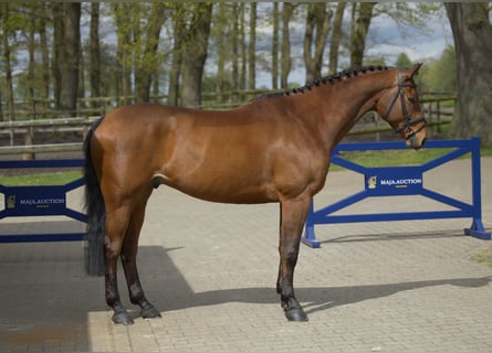 Koń hanowerski, Wałach, 8 lat, 164 cm, Gniada