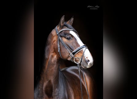 Koń hanowerski, Wałach, 8 lat, 166 cm, Skarogniada