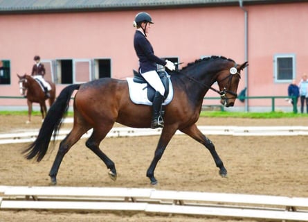Koń hanowerski, Wałach, 8 lat, 168 cm, Gniada