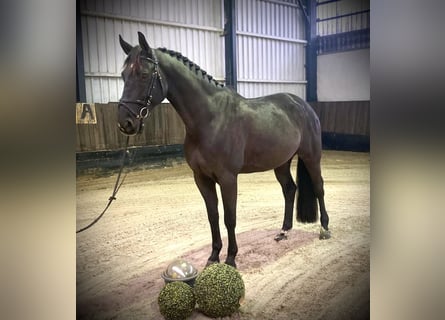 Koń hanowerski, Wałach, 8 lat, 170 cm, Kara