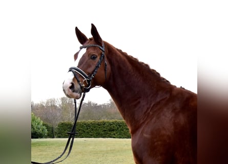 Koń hanowerski, Wałach, 8 lat, 172 cm, Kasztanowata