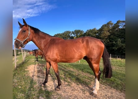 Koń hanowerski, Wałach, 8 lat, 174 cm, Gniada