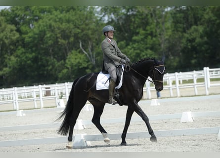 Koń hanowerski, Wałach, 8 lat, 174 cm, Kara