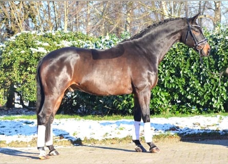 Koń hanowerski, Wałach, 8 lat, 175 cm, Skarogniada