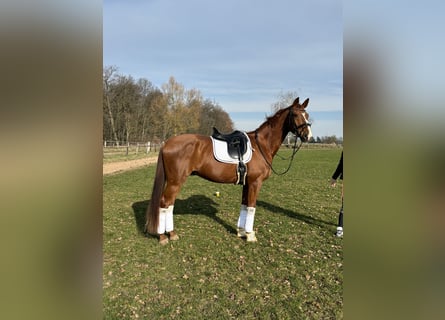 Koń hanowerski, Wałach, 8 lat, 176 cm, Kasztanowata