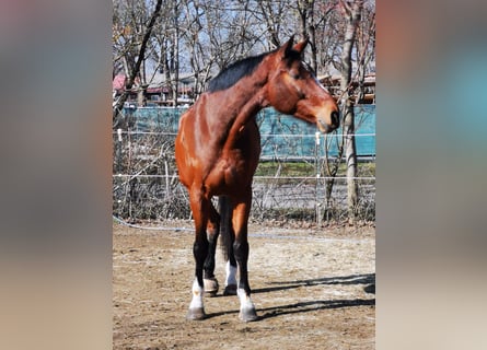 Koń hanowerski, Wałach, 8 lat, 185 cm, Gniada