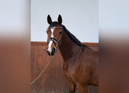 Koń hanowerski, Wałach, 9 lat, 166 cm, Gniada