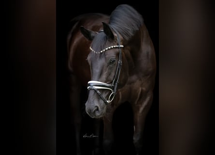 Koń hanowerski, Wałach, 9 lat, 170 cm, Kara