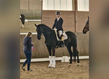 Koń hanowerski, Wałach, 9 lat, 171 cm, Kara