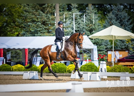 Koń hanowerski, Wałach, 9 lat, 174 cm, Gniada
