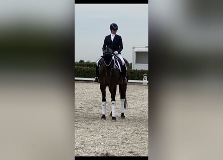 Koń hanowerski, Wałach, 9 lat, 176 cm, Ciemnogniada