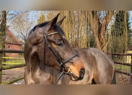 Koń hanowerski, Wałach, 9 lat, 178 cm, Ciemnogniada
