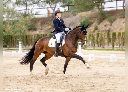 Koń hiszpański sport, Klacz, 11 lat, 170 cm, Gniada