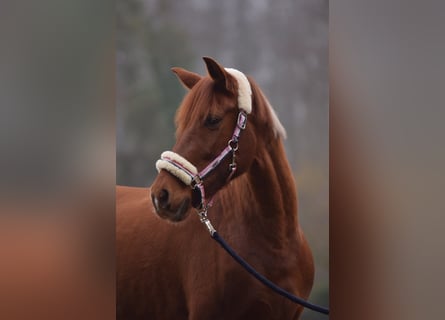 Koń hiszpański sport, Klacz, 12 lat, 160 cm, Kasztanowata