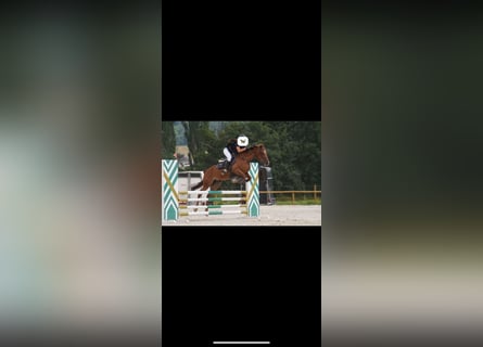 Koń hiszpański sport, Klacz, 13 lat, 148 cm, Kasztanowata