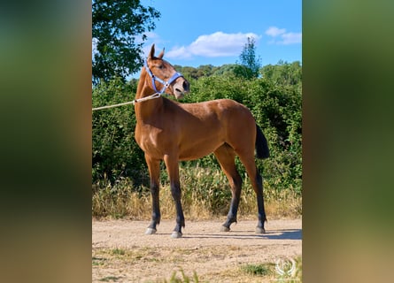 Koń hiszpański sport, Klacz, 1 Rok, 155 cm, Gniada