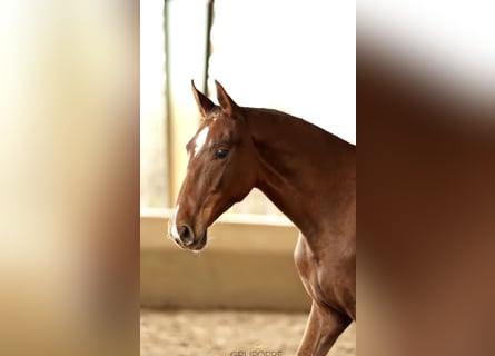 Koń hiszpański sport, Klacz, 2 lat, 160 cm, Kasztanowata