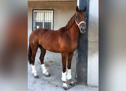 Koń hiszpański sport, Klacz, 4 lat, 156 cm, Kasztanowata