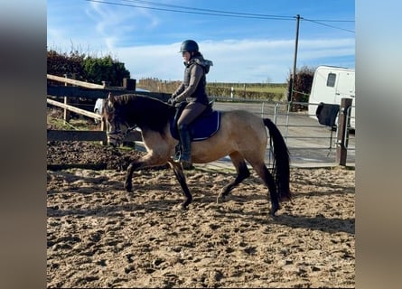 Koń hiszpański sport, Klacz, 5 lat, 155 cm, Bułana