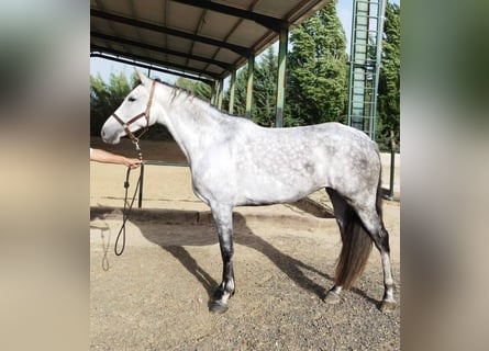 Koń hiszpański sport Mix, Klacz, 5 lat, 170 cm, Siwa