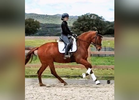 Koń hiszpański sport, Klacz, 6 lat, 174 cm, Kasztanowata