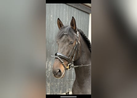 Koń hiszpański sport, Klacz, 7 lat, 167 cm, Ciemnogniada