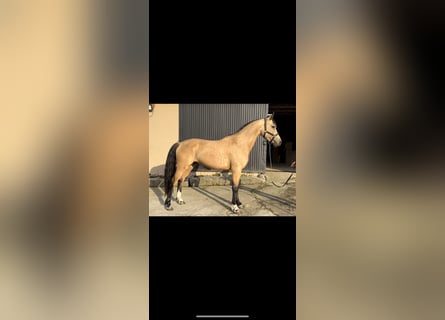 Koń hiszpański sport, Ogier, 3 lat, 165 cm, Cremello
