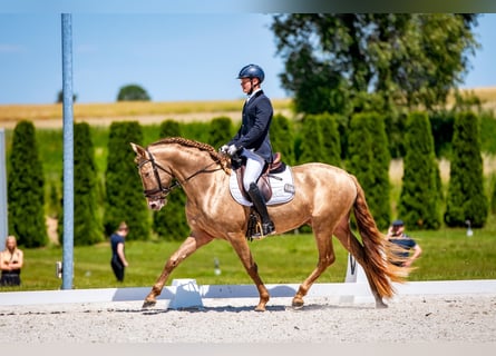 Koń hiszpański sport, Ogier, 4 lat, 165 cm, Perłowa