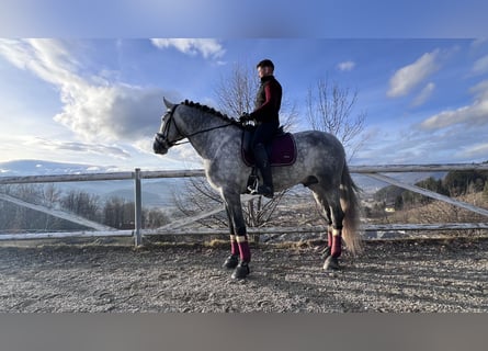Koń hiszpański sport, Ogier, 5 lat, 170 cm, Siwa jabłkowita