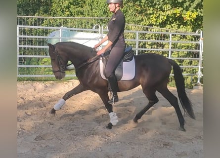 Koń hiszpański sport, Wałach, 10 lat, 158 cm, Kara