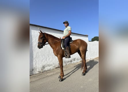 Koń hiszpański sport Mix, Wałach, 4 lat, 163 cm, Kasztanowata