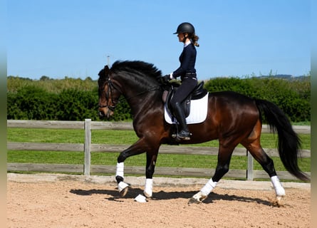 Koń hiszpański sport, Wałach, 4 lat, 170 cm, Ciemnogniada
