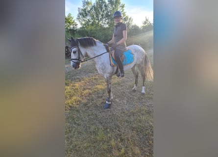 Koń hiszpański sport, Wałach, 5 lat, 156 cm, Siwa