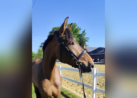 Koń hiszpański sport, Wałach, 5 lat, 167 cm, Gniada