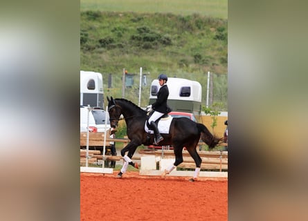 Koń hiszpański sport, Wałach, 5 lat, 175 cm, Kara