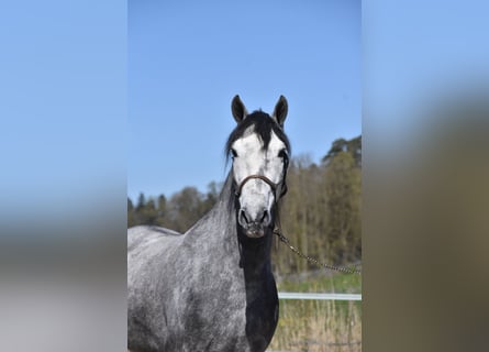 Koń hiszpański sport, Wałach, 6 lat, 148 cm, Siwa jabłkowita
