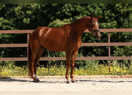 Koń hiszpański sport, Wałach, 6 lat, 165 cm, Kasztanowata