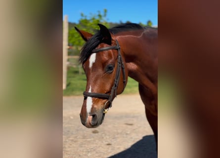Koń hiszpański sport, Wałach, 6 lat, Gniada