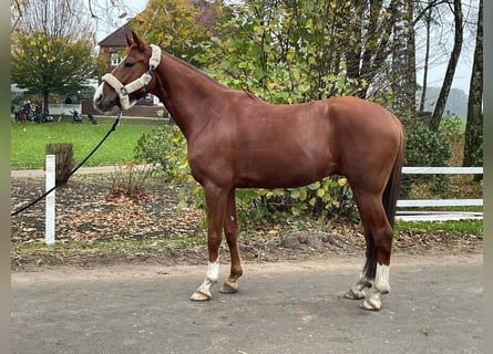 Koń hiszpański sport, Wałach, 7 lat, 160 cm, Ciemnokasztanowata