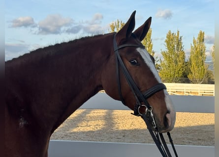 Koń hiszpański sport, Wałach, 7 lat, 170 cm, Gniada