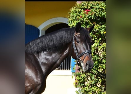 Koń hiszpański sport, Wałach, 10 lat, 170 cm, Ciemnogniada